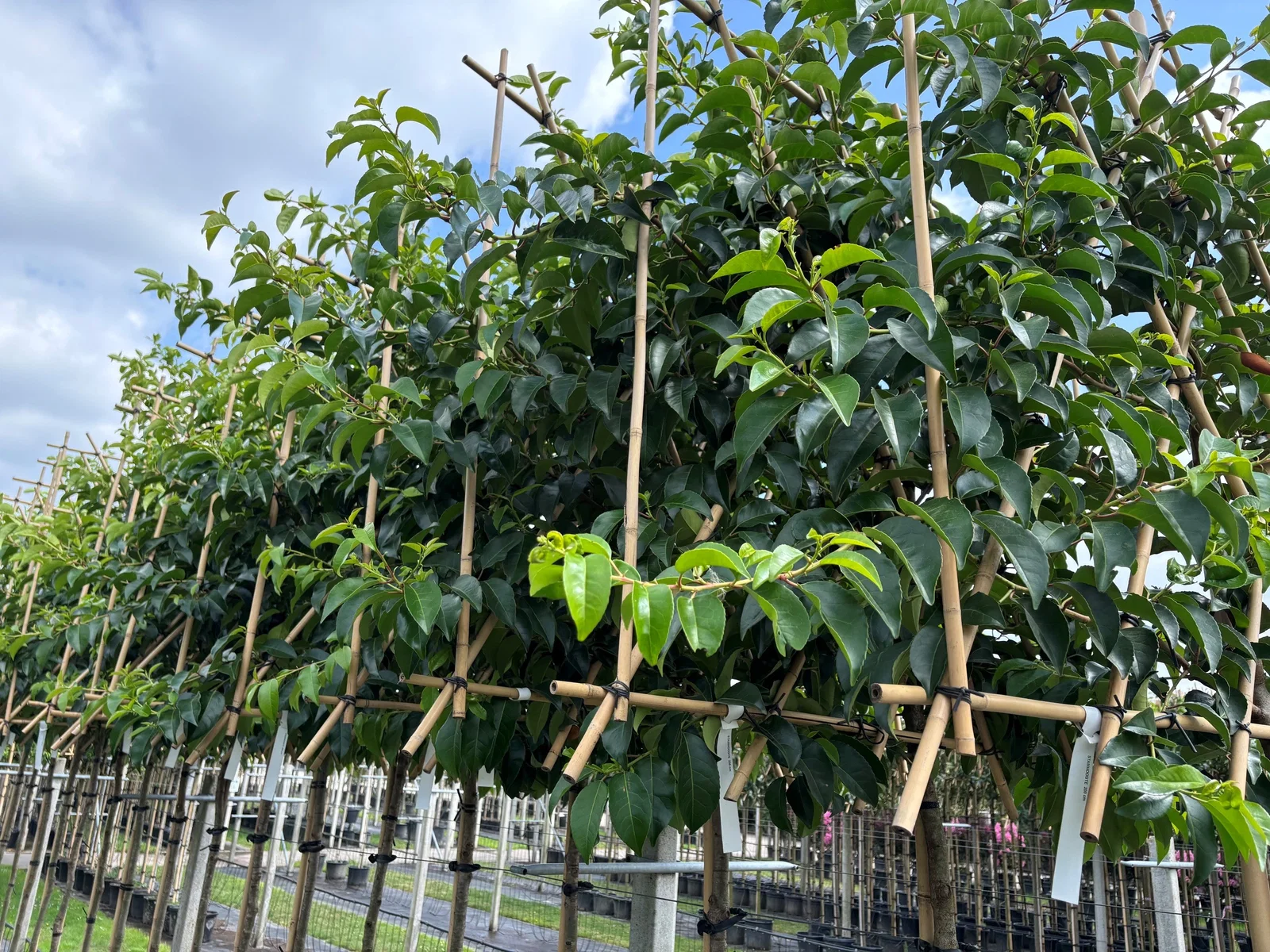 Prunus Lusitanica Tico Spalierbaum (Portugiesischer Kirschlorbeer)-3