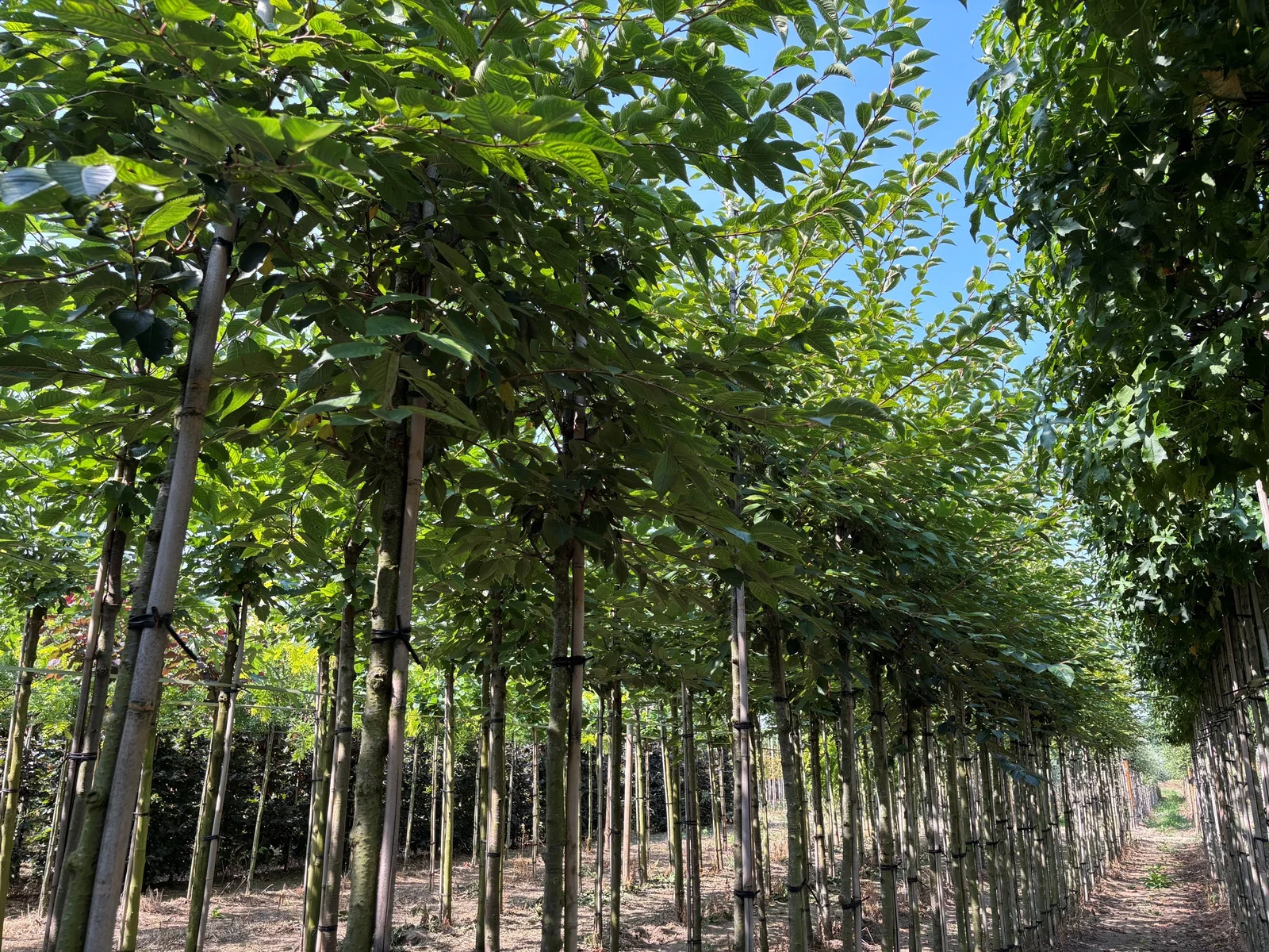 Prunus Accolade Doorgaande Kroon (Sierkers)-2