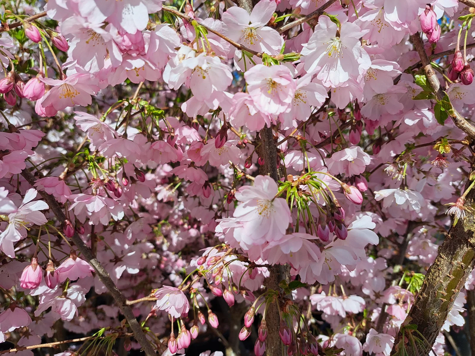 Prunus Serrulata Accolade Dachform (Zierkirsche)-3