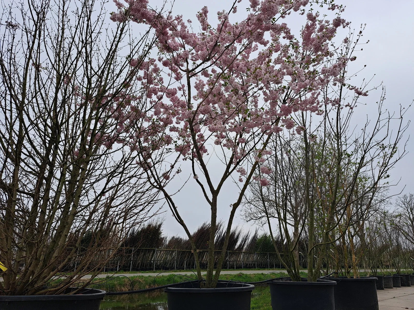 Prunus Accolade Mehrstämmig (Zierkirsche)-8