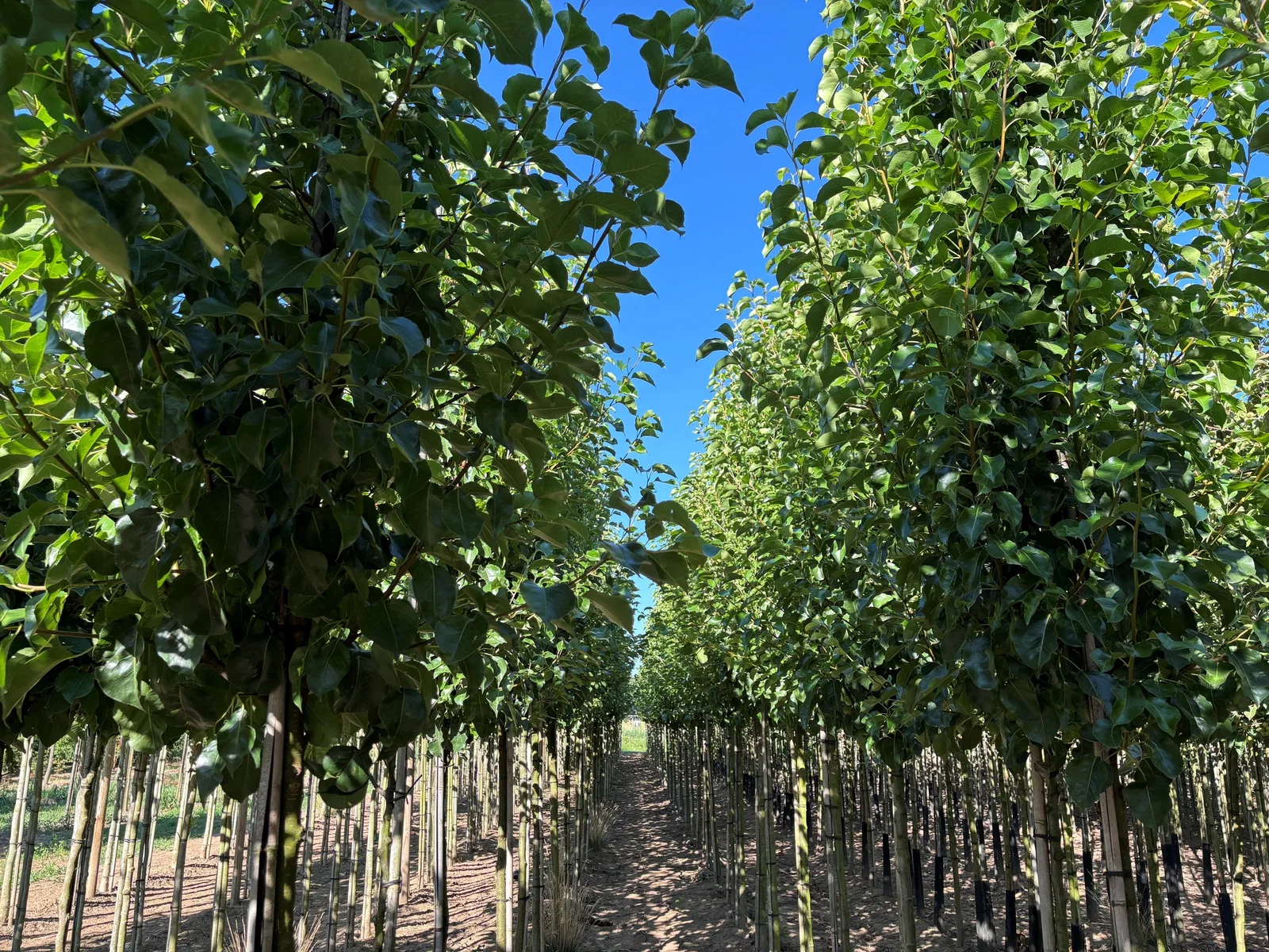 Pyrus Calleryana Chanticleer (Zierbirne)-11