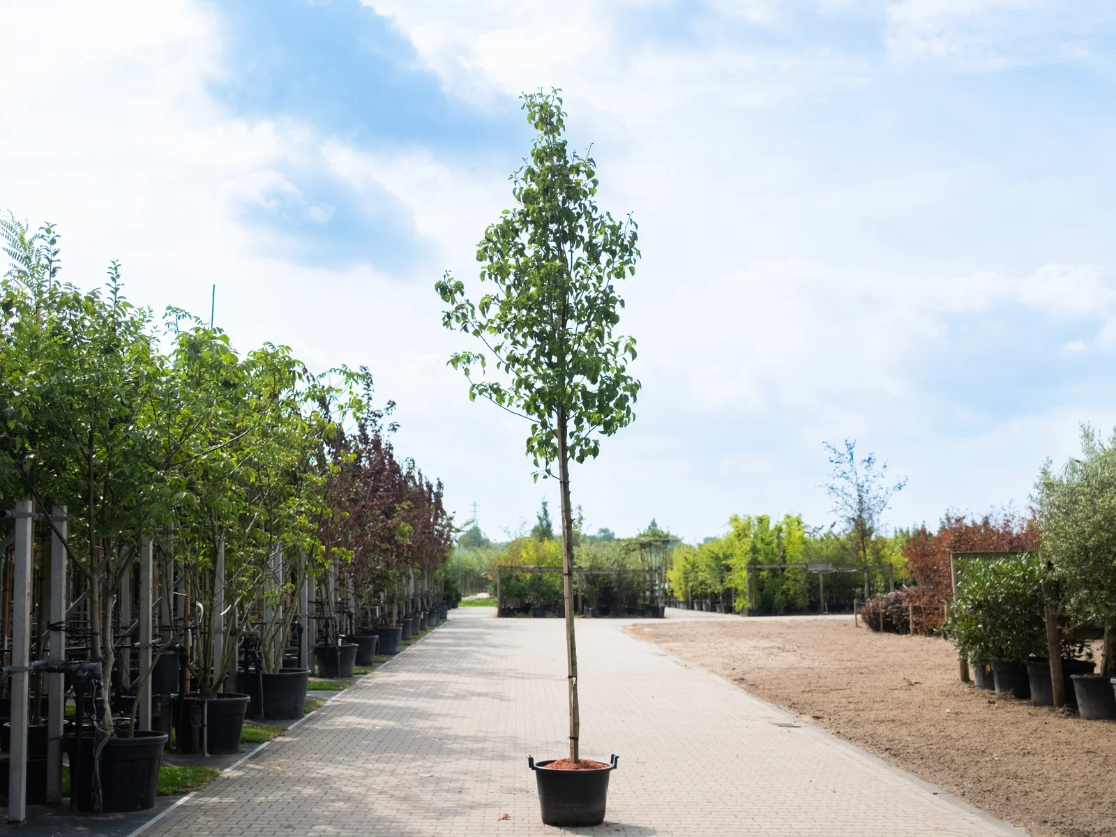 Pyrus Calleryana Chanticleer (Zierbirne)-1