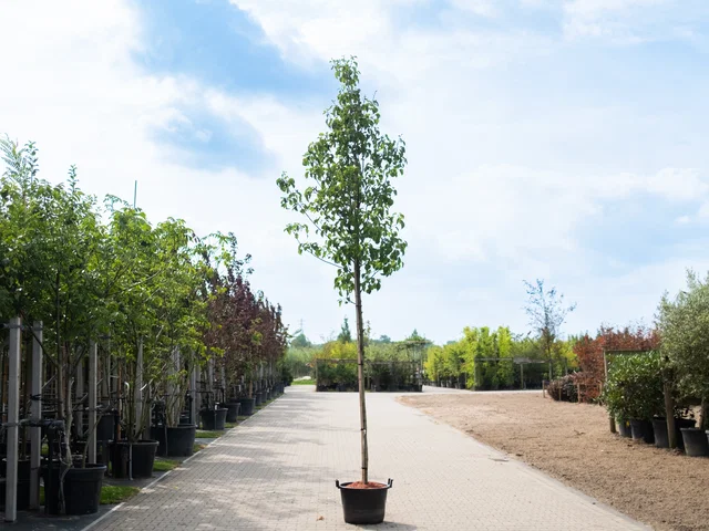 Pyrus Calleryana Chanticleer (Zierbirne)