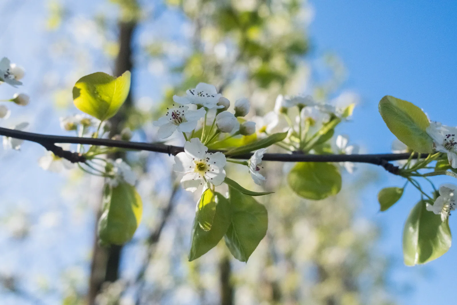 Daksierpeer (Pyrus Call Chanticleer dakvorm)-2