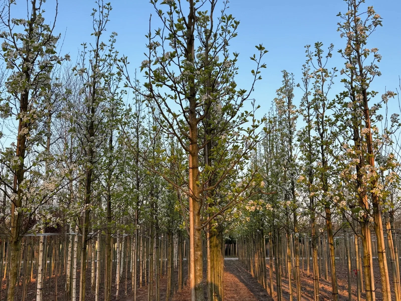 Pyrus Calleryana Chanticleer (Zierbirne)-6