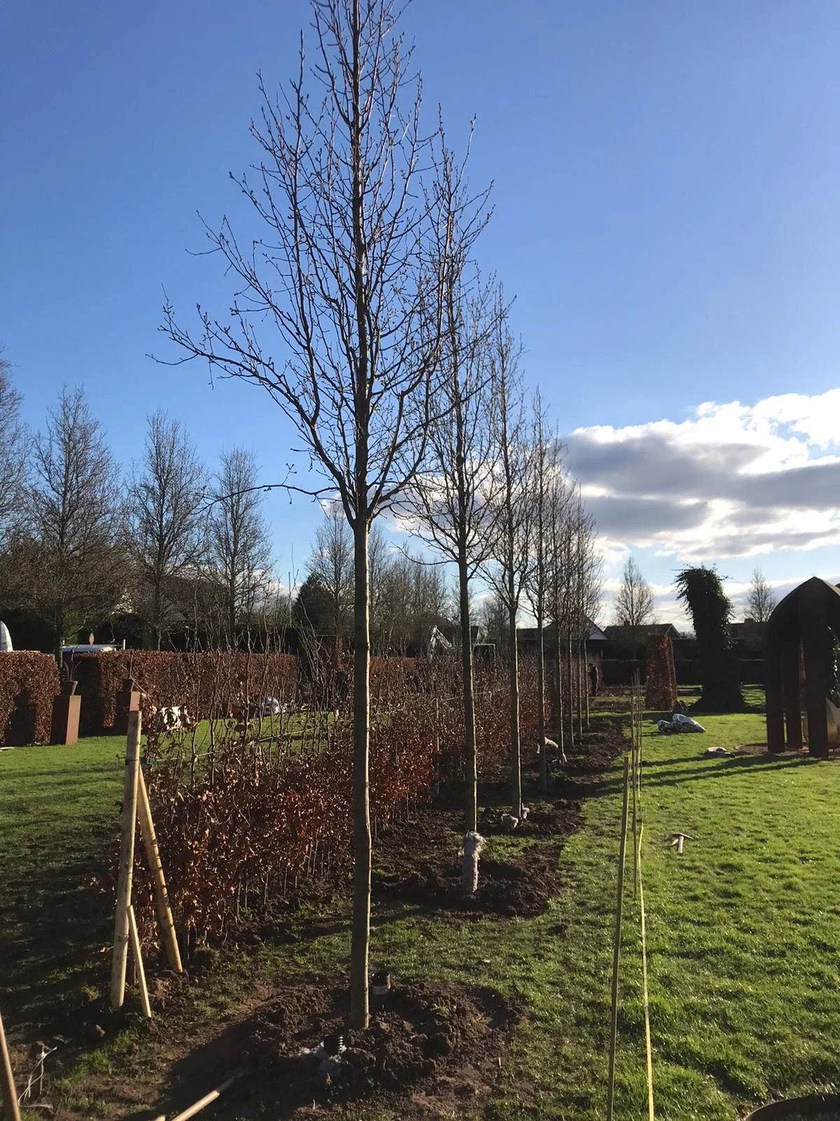 Pyrus Calleryana Chanticleer (Zierbirne)-15