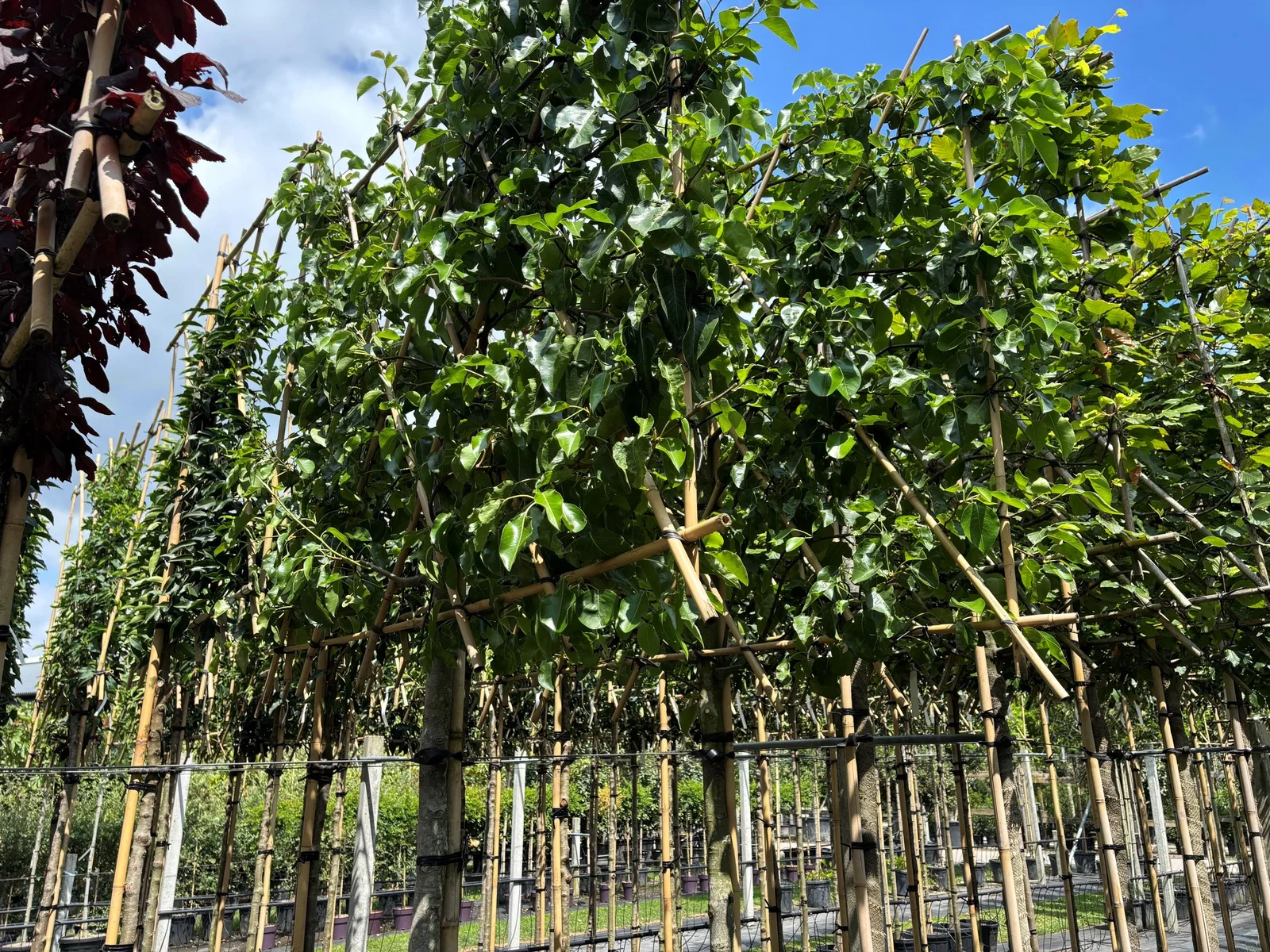 Pyrus Cal Chanticleer Spalierbaum (Chinesische Wildbirne)-3