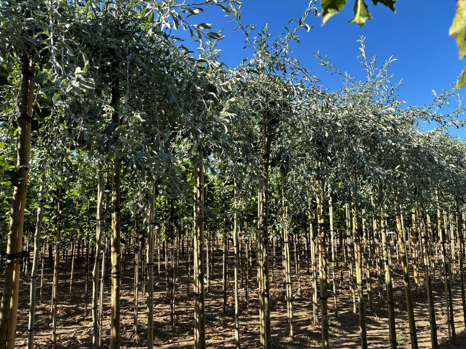 Pyrus Salicifolia Pendula Halbstamm (Weidenblättrige Hängebirne)-3