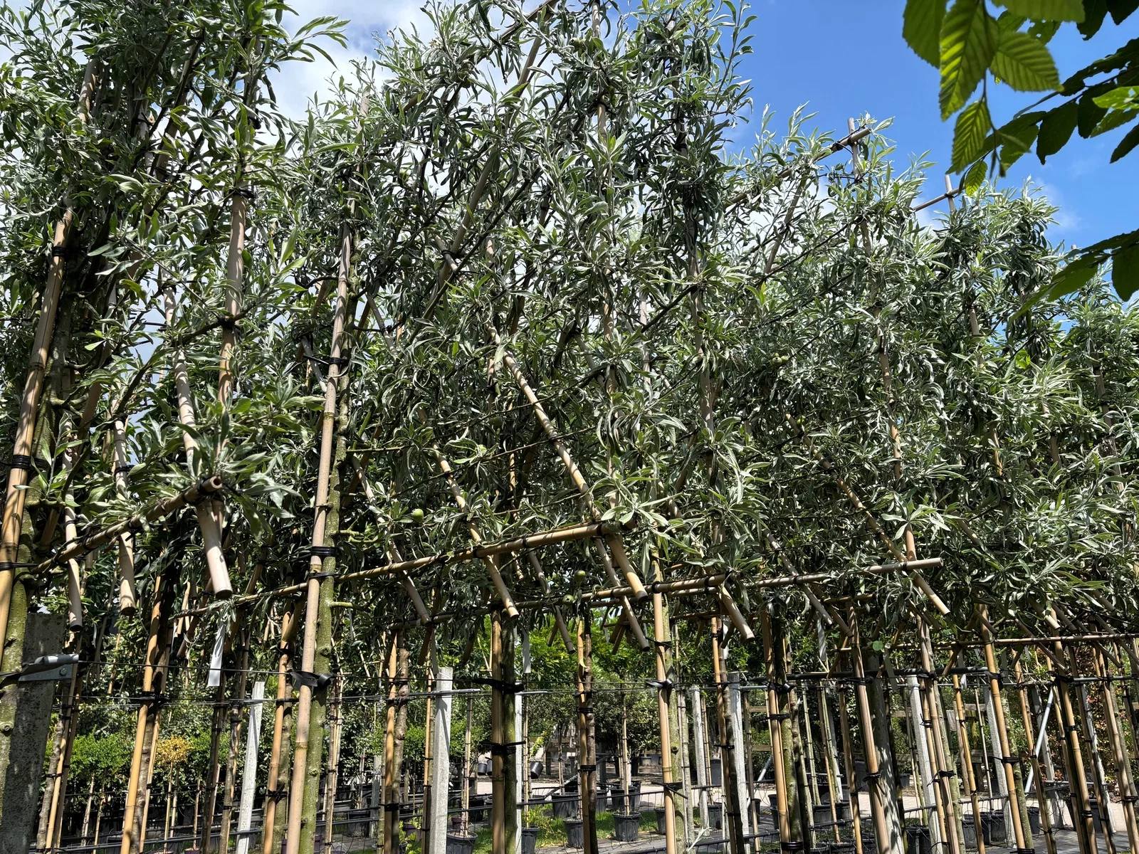 Pyrus Salicifolia Pendula Spalierbaum (Weidenblättrige Birne)-1