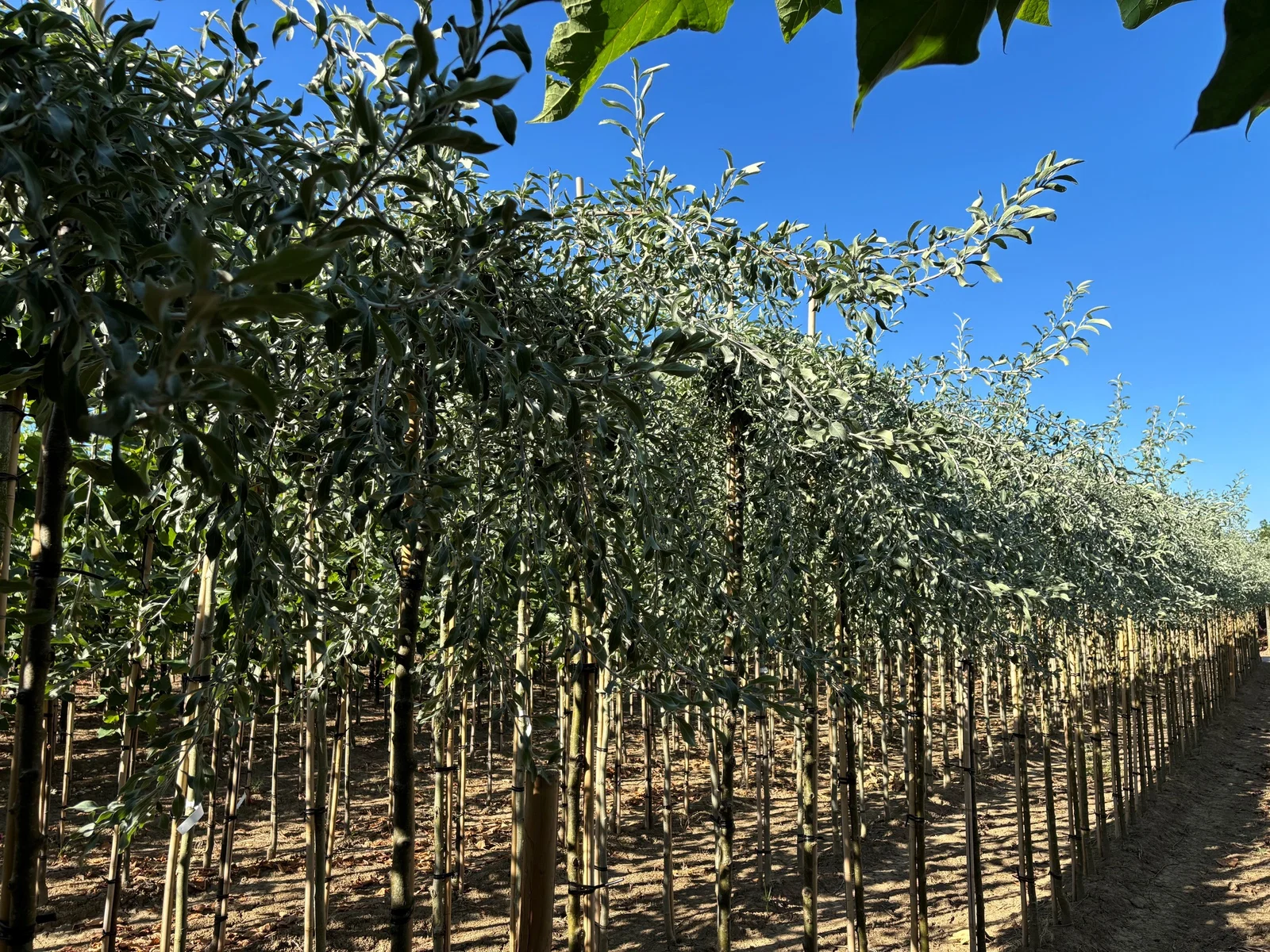 Pyrus Salicifolia Pendula (Treursierpeer dakvorm)-3