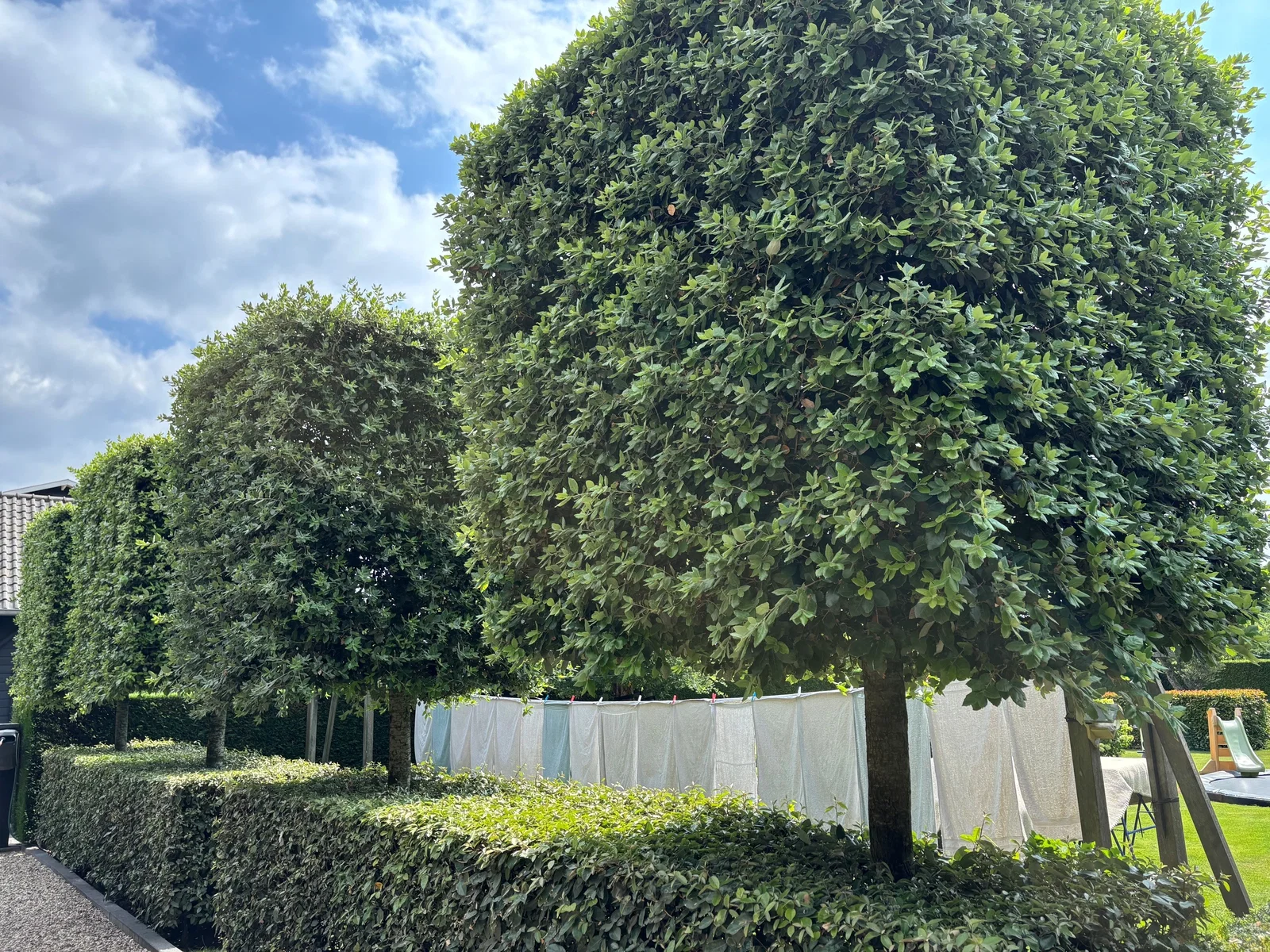 Quercus Ilex Blockform 75 cm (Steineiche)-6