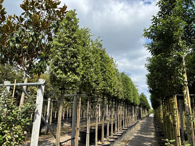 Quercus Ilex (Groenblijvende Steeneik) Quercus Ilex (Groenblijvende Steeneik)