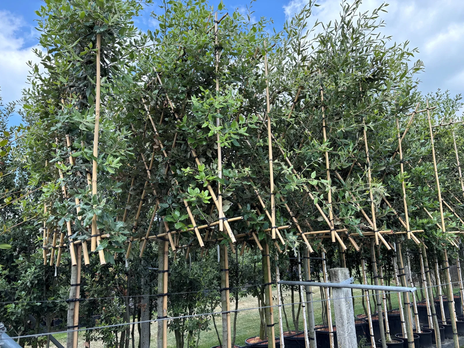 Quercus Ilex (Steeneik Leiboom)-1