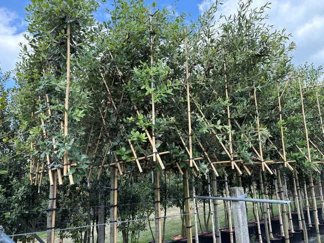 Quercus Ilex (Steeneik Leiboom) Quercus Ilex (Steeneik Leiboom)