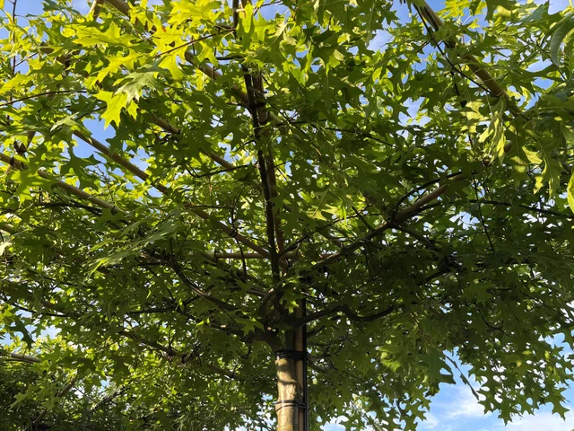 Quercus Palustris Dachform (Sumpfeiche)