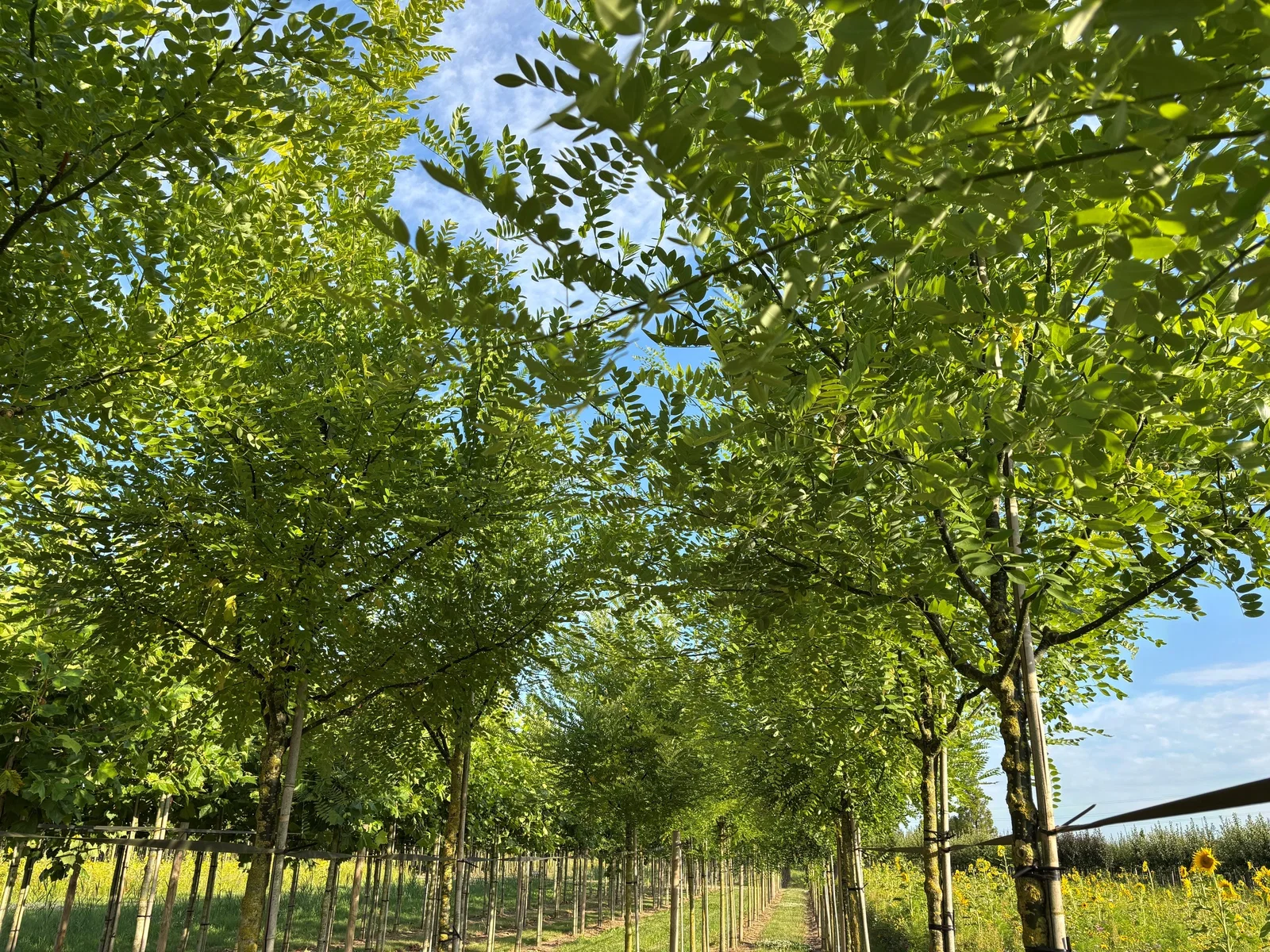 Styphnolobium Japonicum (Japanischer Schnurbaum)-2