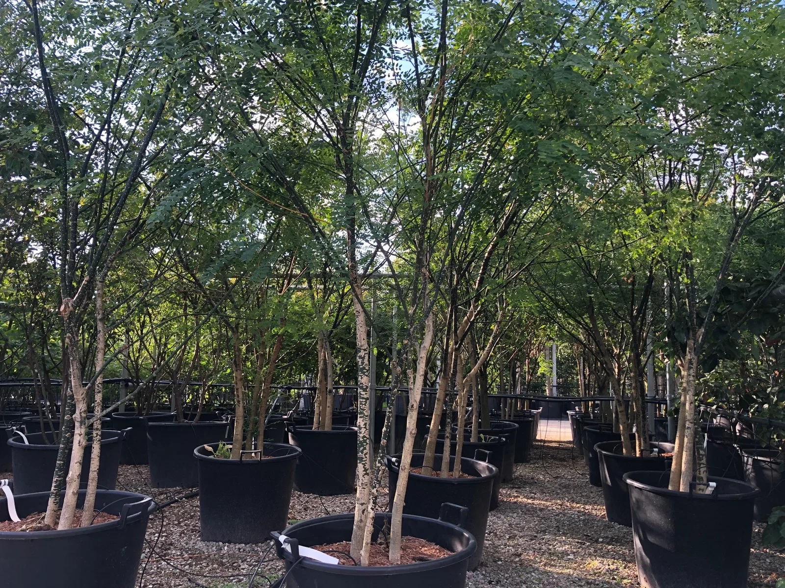 Sophora Japonica Meerstammig (Honingboom)-1
