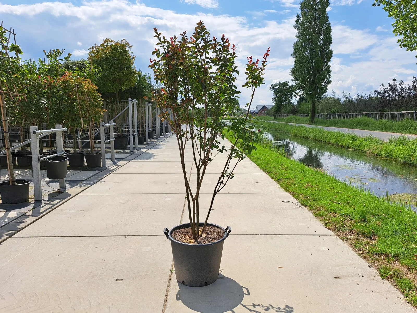 Lagerstroemia Indica Mehrstämmig (Kreppmyrte)-2