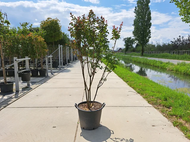 Lagerstroemia Indica Mehrstämmig (Kreppmyrte) Lagerstroemia Indica Mehrstämmig (Kreppmyrte)