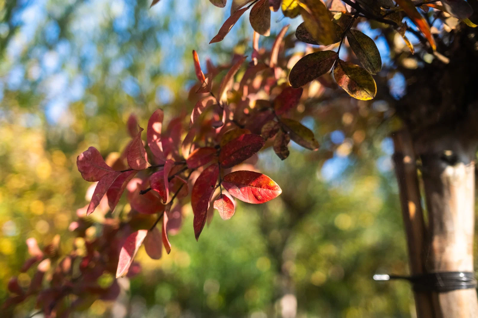 Lagerstroemia Indica Mehrstämmig (Kreppmyrte) (kopie)-3