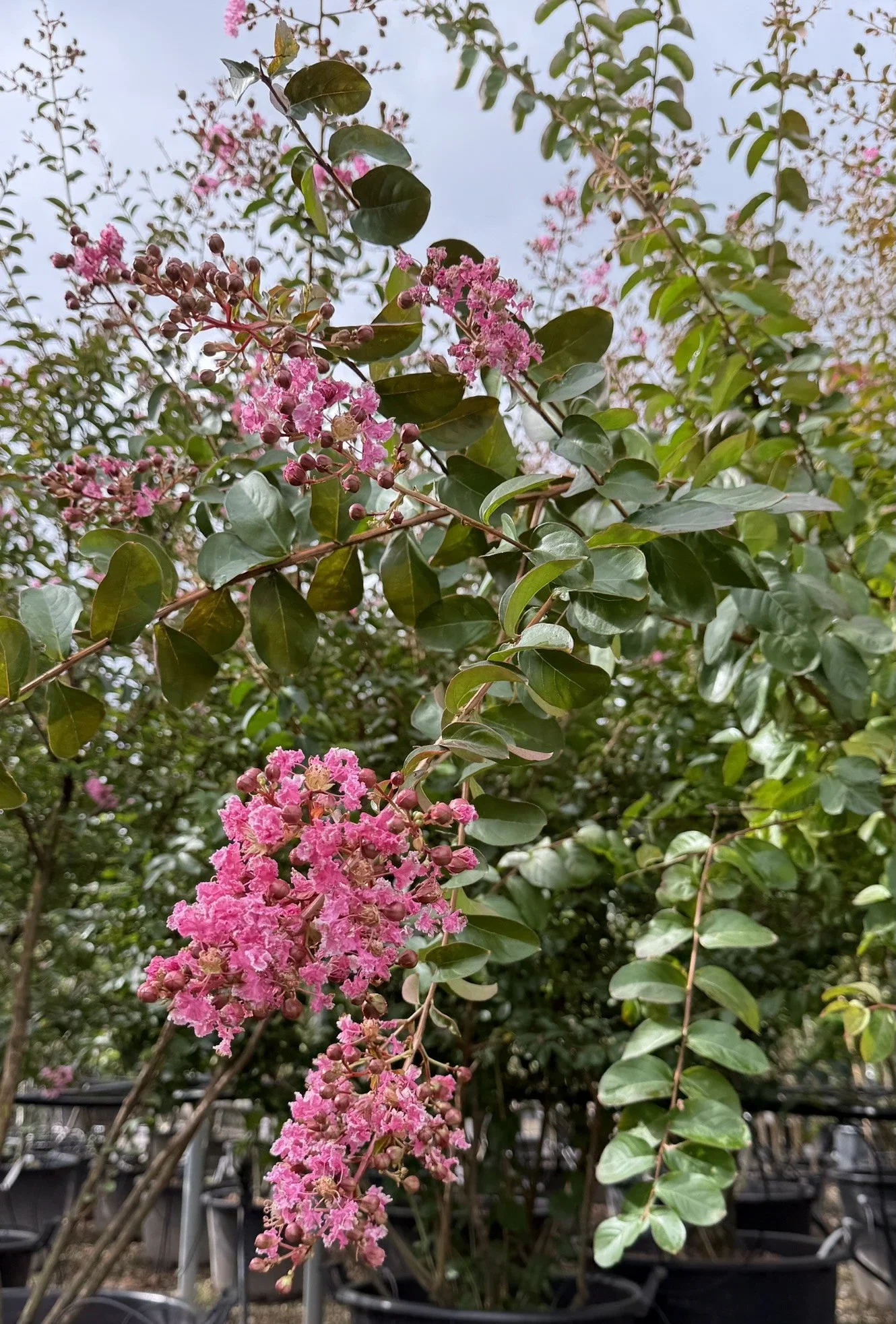 Lagerstroemia Indica Mehrstämmig (Kreppmyrte) (kopie)-2