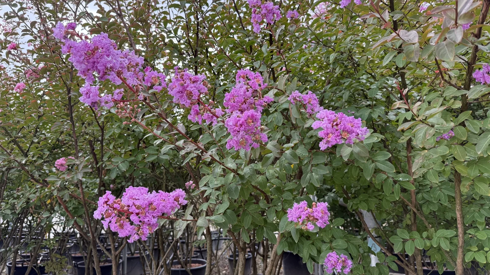 Lagerstroemia Indica Lipan (Lichtpaarse Lagerstroemia)-3
