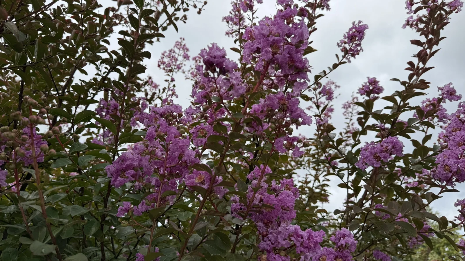 Lagerstroemia Indica Lipan (Lichtpaarse Lagerstroemia)-4