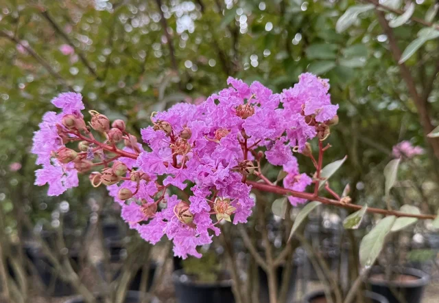 Lagerstroemia Indica Lipan Meerstammig (Lichtpaarse Lagerstroemia) Lagerstroemia Indica Lipan Meerstammig (Lichtpaarse Lagerstroemia)