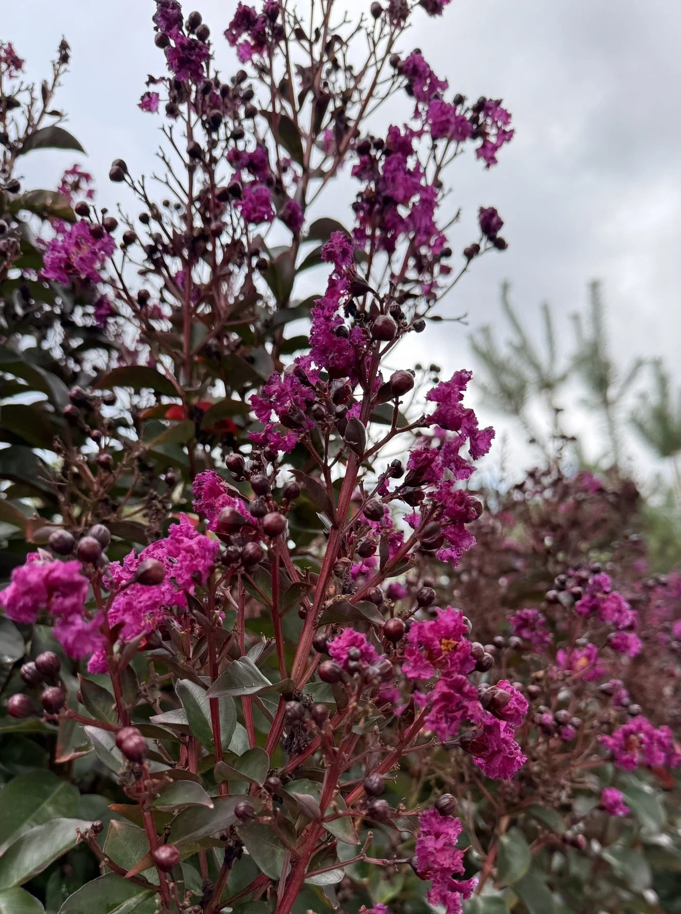 Lagerstroemia Indica Mehrstämmig (Kreppmyrte) (kopie) (kopie)-2