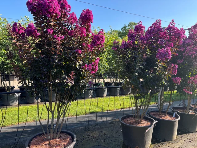 Lagerstroemia Indica Rhapsody in Blue Mehrstämmig (Lila Lagerstroemia) Lagerstroemia Indica Rhapsody in Blue Mehrstämmig (Lila Lagerstroemia)