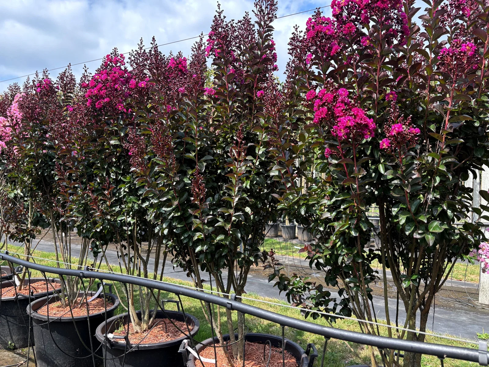Lagerstroemia Indica Mehrstämmig (Kreppmyrte) (kopie) (kopie)-3