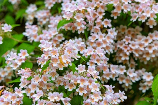 Kolkwitzia amabilis (Koninginnestruik)