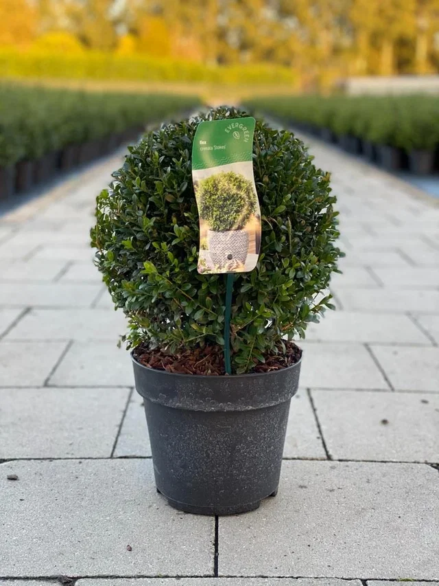 Ilex Crenata Stokes (Japanische Stechpalme) 35 cm