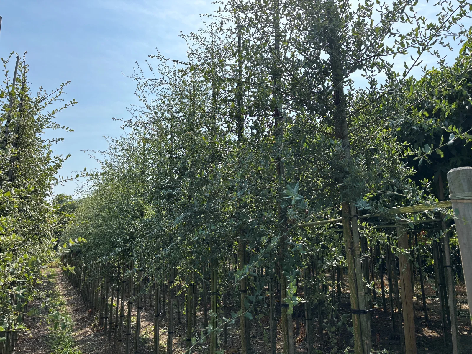Quercus Suber (Korkeiche)-3