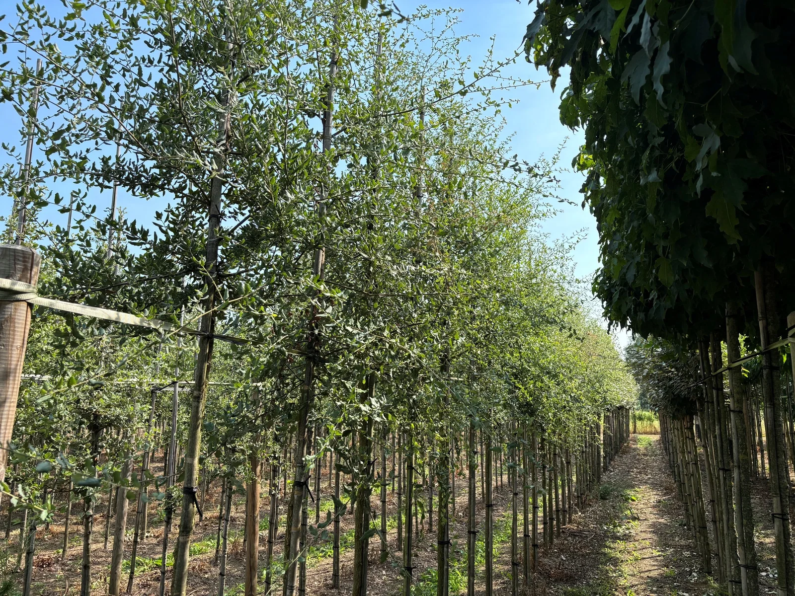 Quercus Suber (Korkeiche)-4
