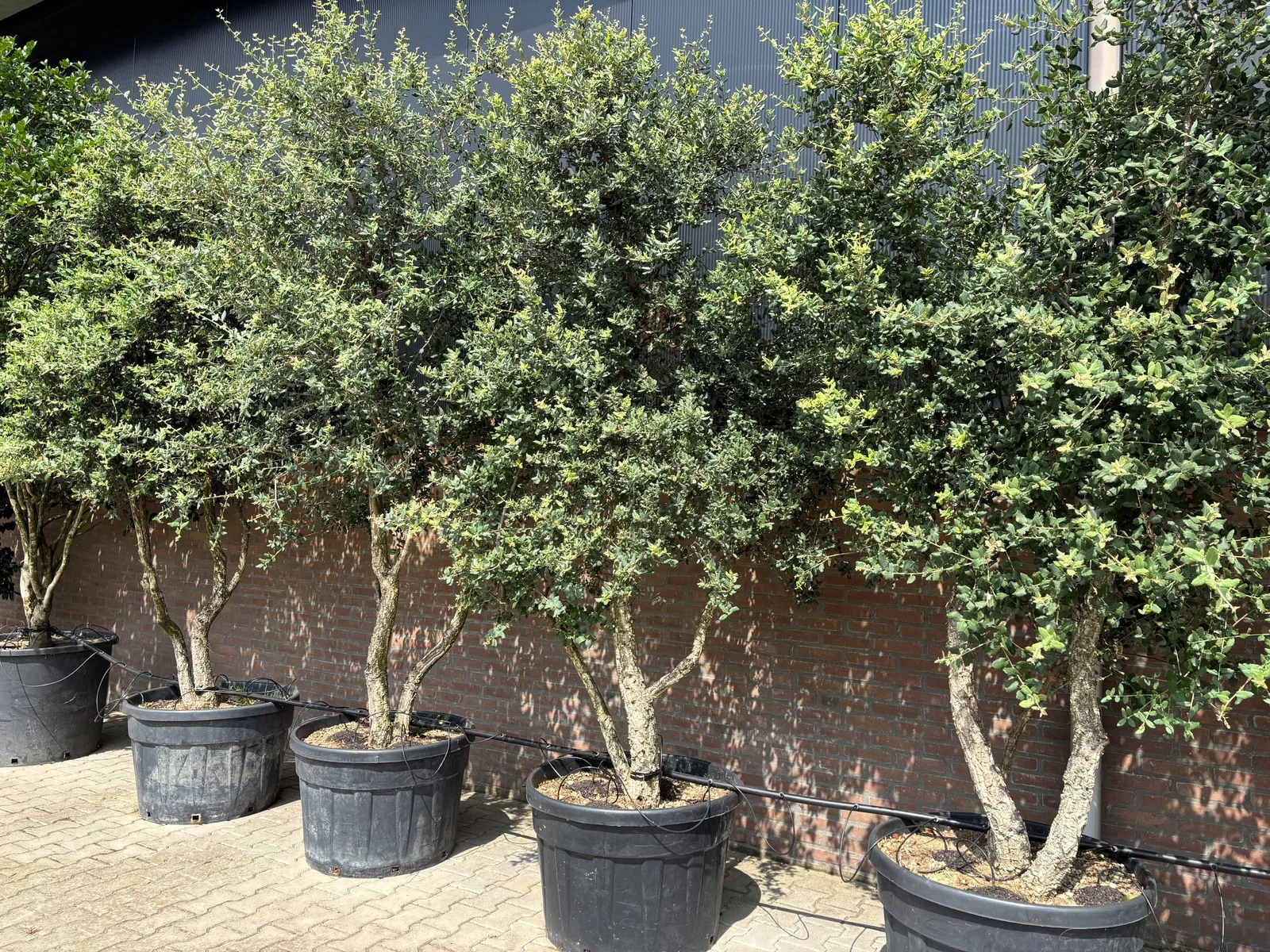 Quercus Suber Mehrstämmig (Korkeiche)-4