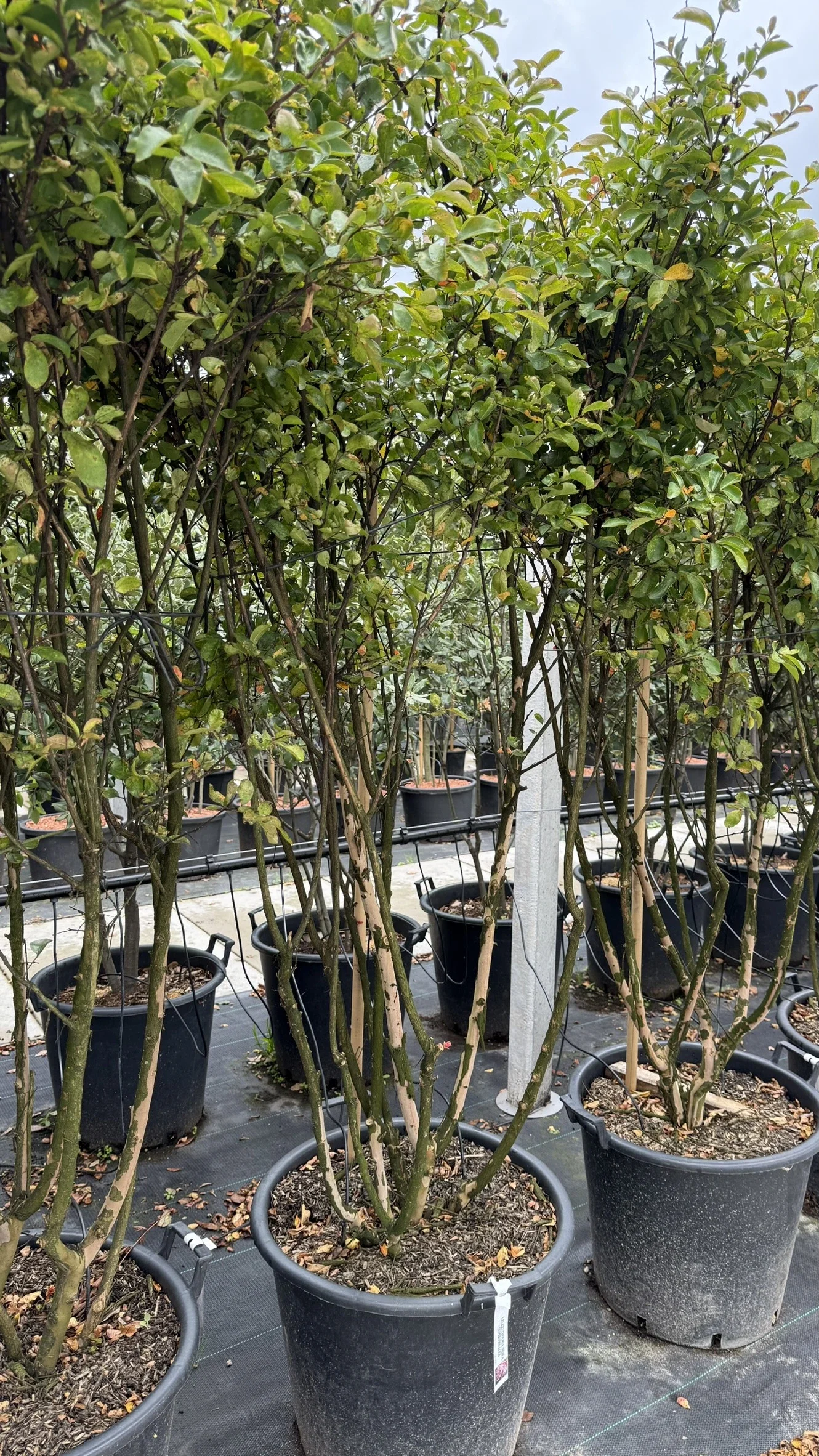 Lagerstroemia Indica Superviolacea Meerstammig (Paarse Lagerstroemia)-3