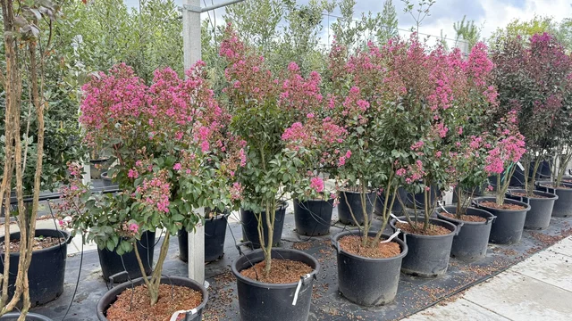 Lagerstroemia Indica Rhapsody in Pink Mehrstämmig (hellrosa Lagerstroemia) Lagerstroemia Indica Rhapsody in Pink Mehrstämmig (hellrosa Lagerstroemia)