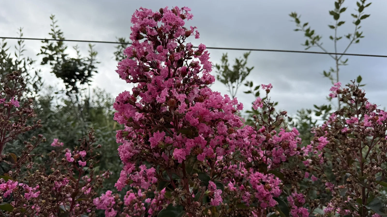 Lagerstroemia Indica Mehrstämmig (Kreppmyrte) (kopie) (kopie) (kopie)-2