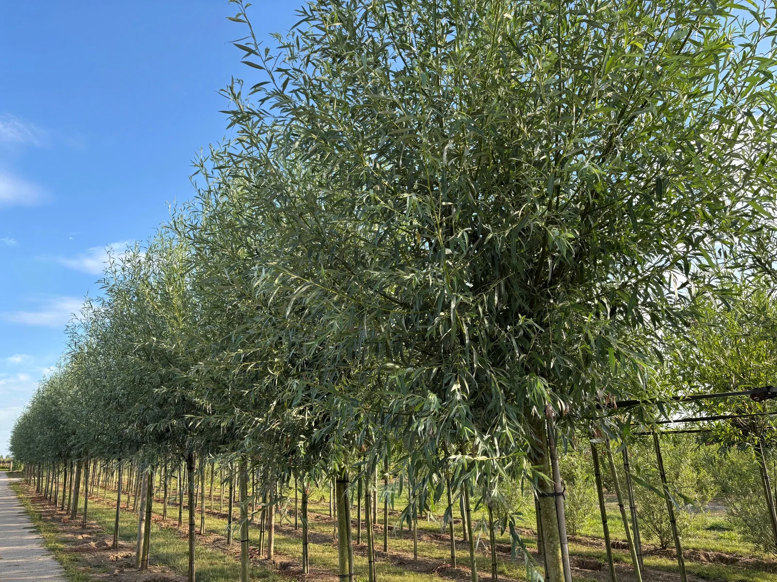 Salix Alba Kopfbaum (Silberweide)-1