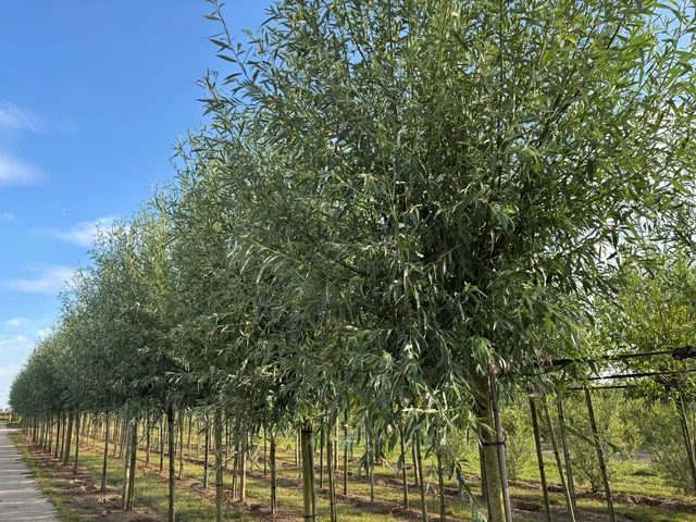 Salix Alba Kopfbaum (Silberweide)