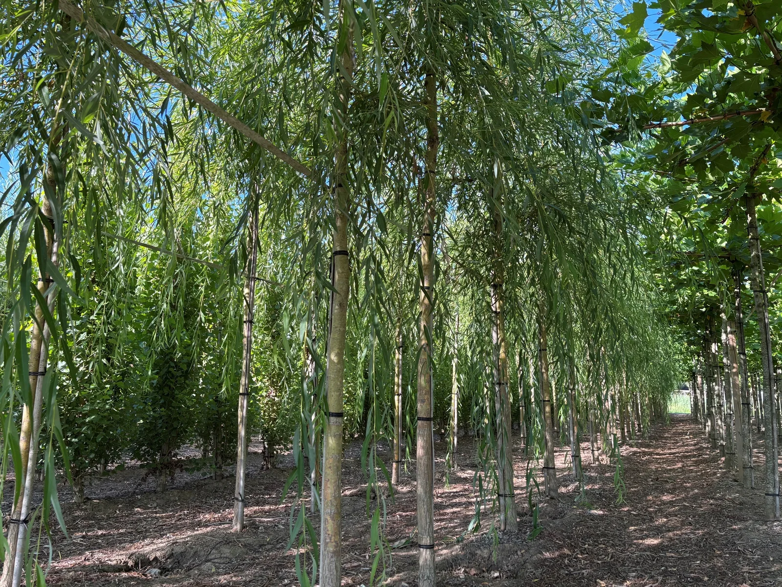 Salix Sepulcralis Chrysocoma (Trauerweide)-8