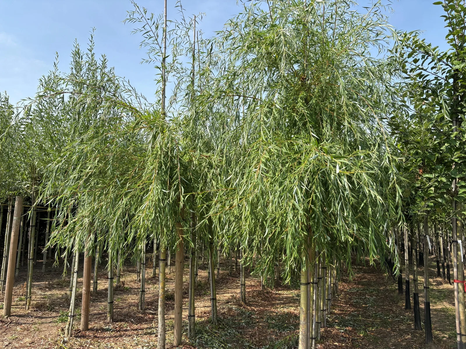 Salix Sepulcralis Chrysocoma (Trauerweide)-1