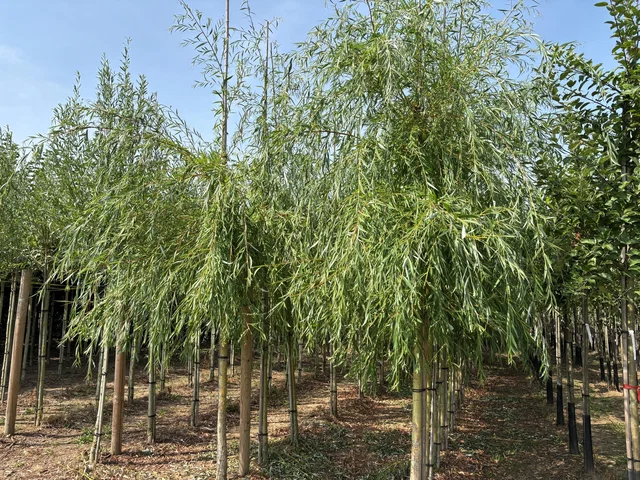 Salix Sepulcralis Chrysocoma (Trauerweide)