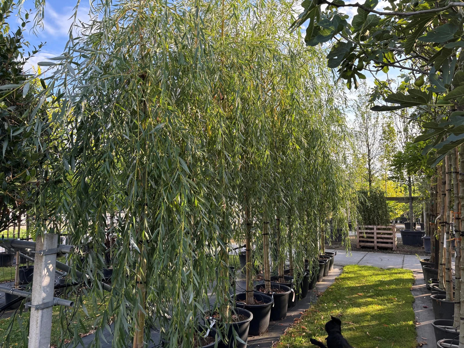 Salix Sepulcralis Chrysocoma (Trauerweide)-3