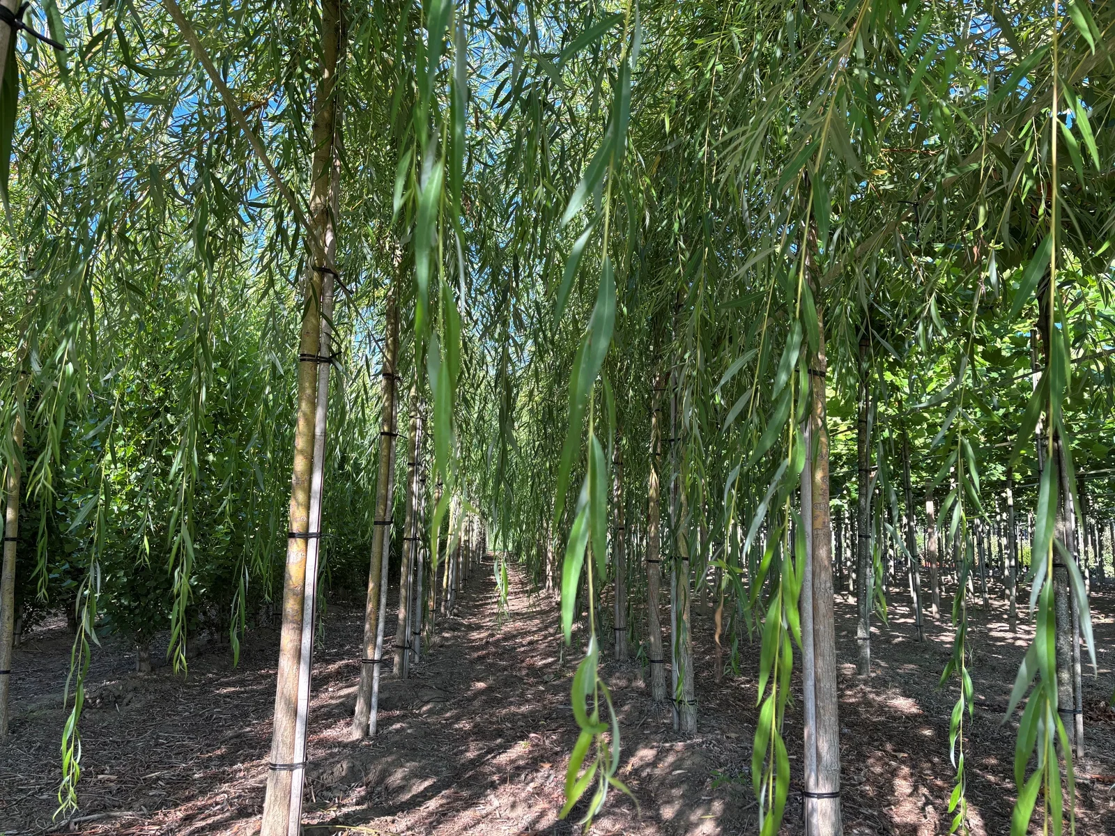 Salix Sepulcralis Chrysocoma (Trauerweide)-7
