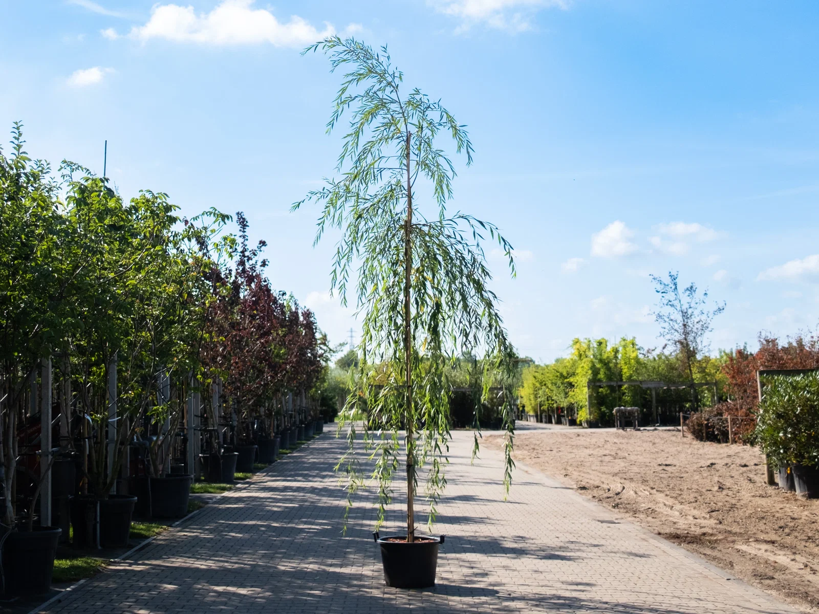 Salix Sepulcralis Chrysocoma (Trauerweide)-2