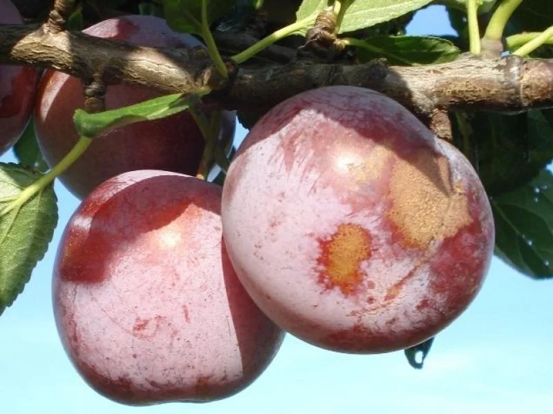 Prunus d. Reine Claude d'Althan' (Pruim)