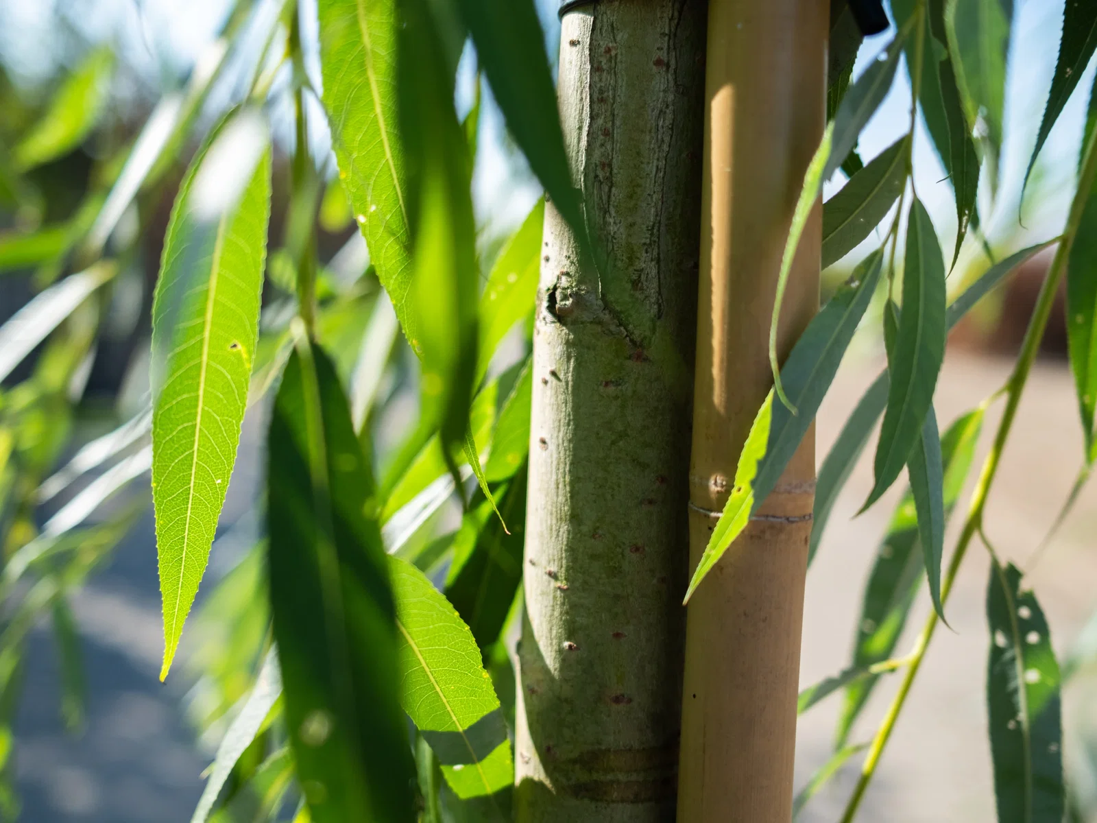 Salix Sepulcralis Chrysocoma (Trauerweide)-11