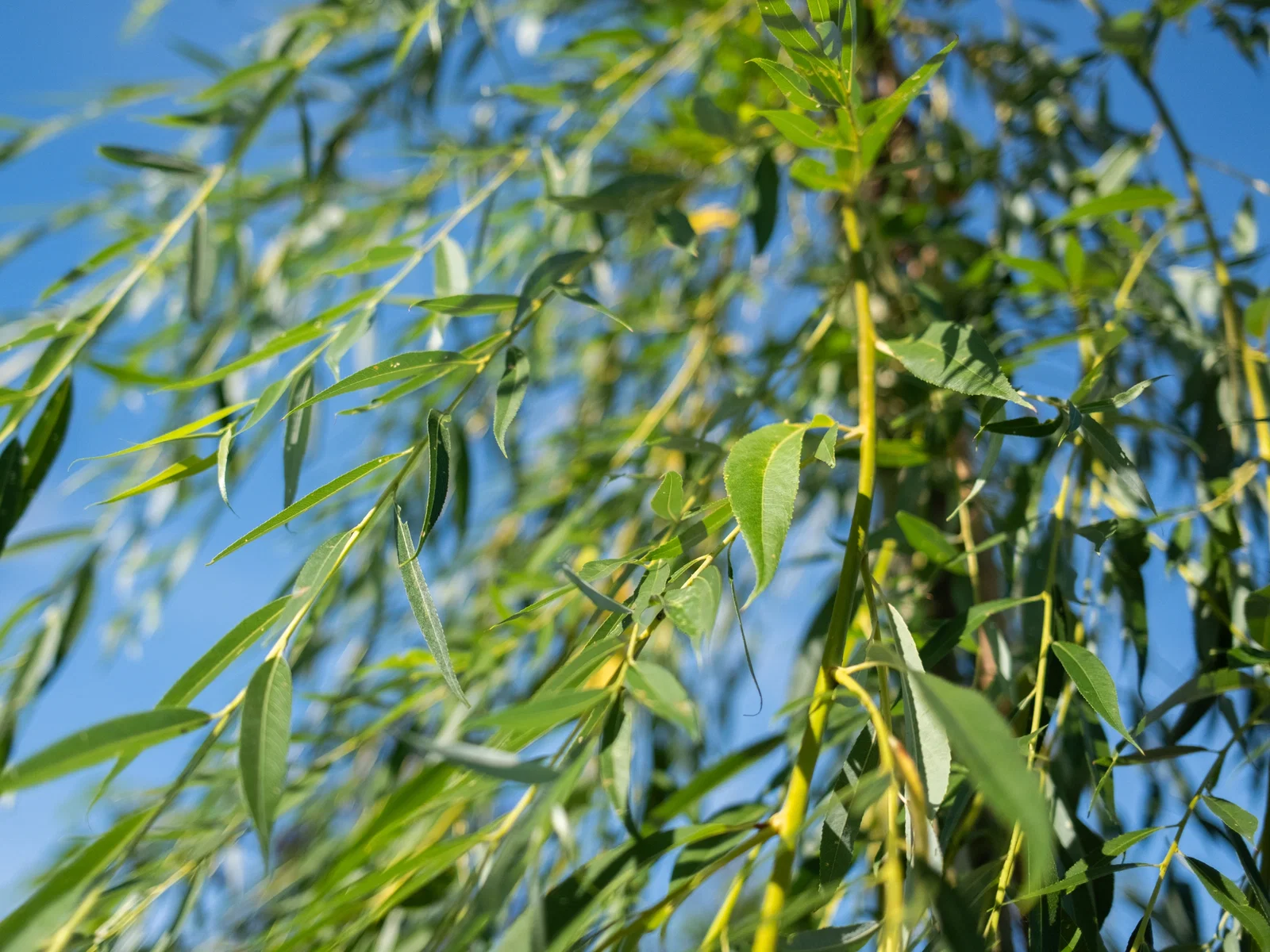 Salix Sepulcralis Chrysocoma (Trauerweide)-12
